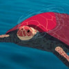 RedTurtle